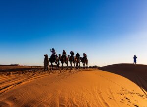 People Riding on Camels